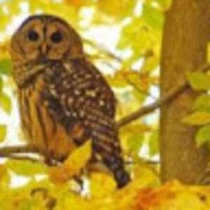 Meet your Posher, Eliza